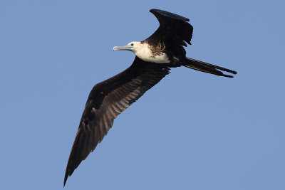 Magnificent Frigatebird