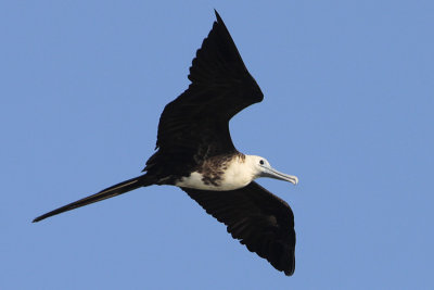 Magnificent Frigatebird