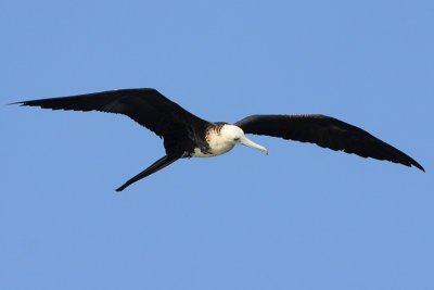 Magnificent Frigatebird