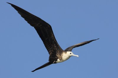 Magnificent Frigatebird