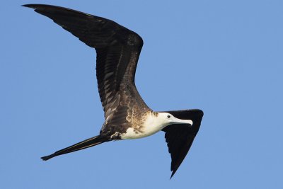 Magnificent Frigatebird