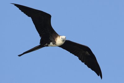 Magnificent Frigatebird