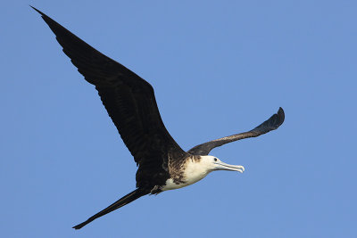 Magnificent Frigatebird