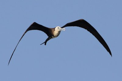 Magnificent Frigatebird