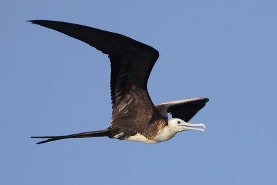 Magnificent Frigatebird