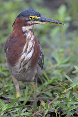 Green Heron