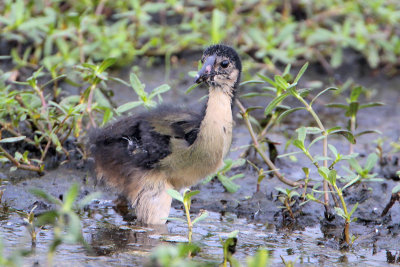 Purple Gallinule