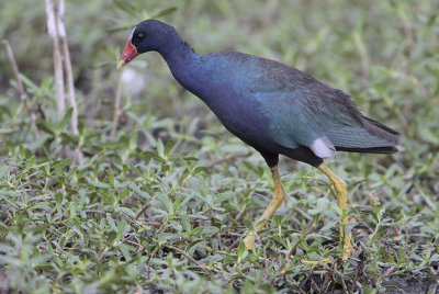 Purple Gallinule