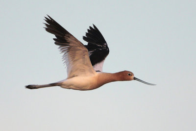 American Avocet