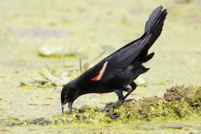 Red-winged Blackbird (gaping)