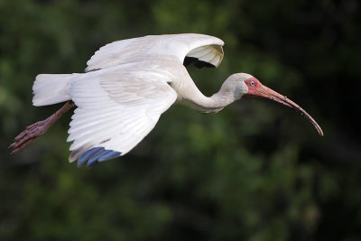 White Ibis