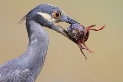 Upper Texas Coast Birding Locations