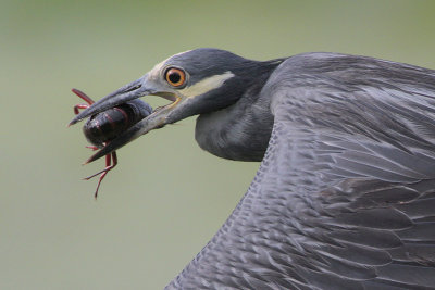 Yellow-crowned Night-Heron