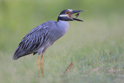 Yellow-crowned Night-Heron