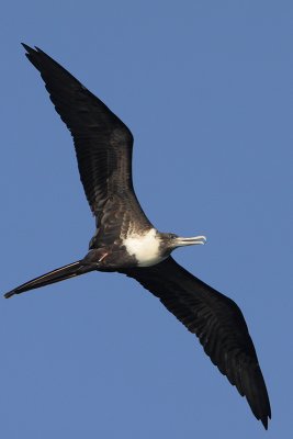 Magnificent Frigatebird