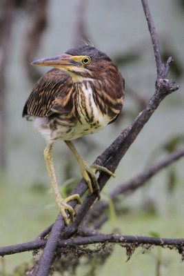 Green Heron