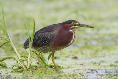 Green Heron