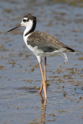 Black-necked Stilt