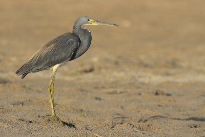 Tricolored Heron