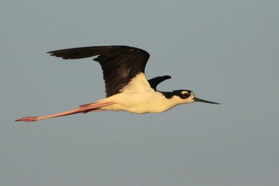 Black-necked Stilt