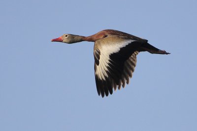 Black-bellied Whistling-Duck