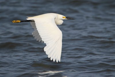 Snowy Egret