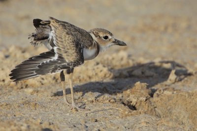 Wilson's Plover