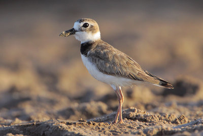 Wilson's Plover