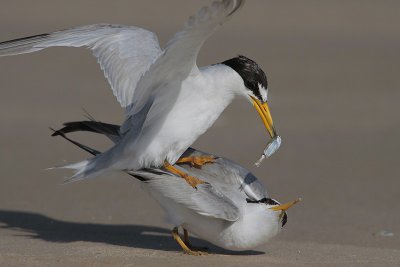 Least Tern