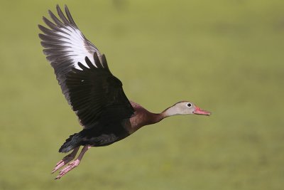 Black-bellied Whistling-Duck