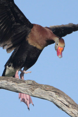 Black-bellied Whistling-Duck and his Intromittent Organ