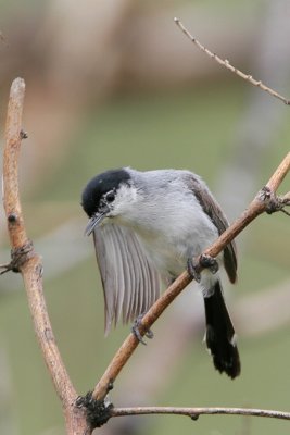 Black-tailed Gnatcatcher