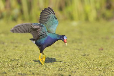 Purple Gallinule