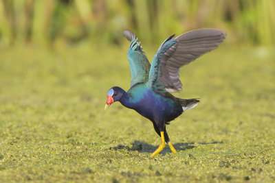 Purple Gallinule