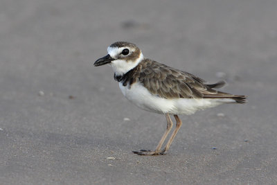 Wilson's Plover