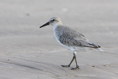 Red Knot