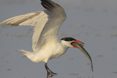 Caspian Tern