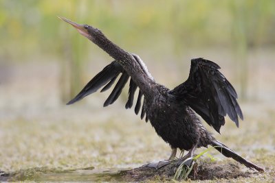 Anhinga