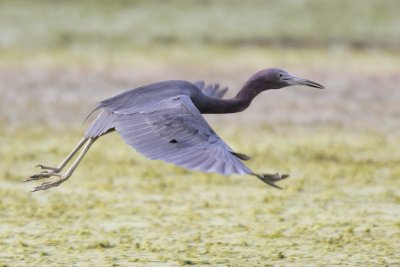 Little Blue Heron