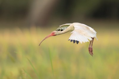 White Ibis