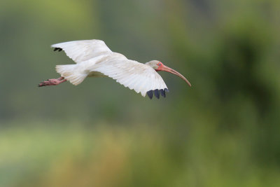 White Ibis