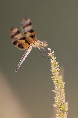 Halloween Pennant