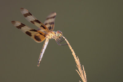 Halloween Pennant