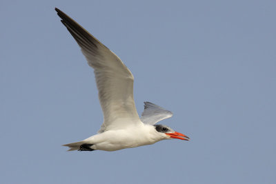 Caspian Tern