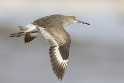 Willet