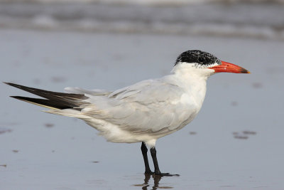 Caspian Tern