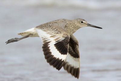 Willet