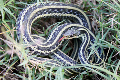 Gulf Coast Ribbon Snake