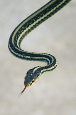 Gulf Coast Ribbon Snake