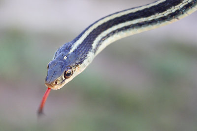 Gulf Coast Ribbon Snake